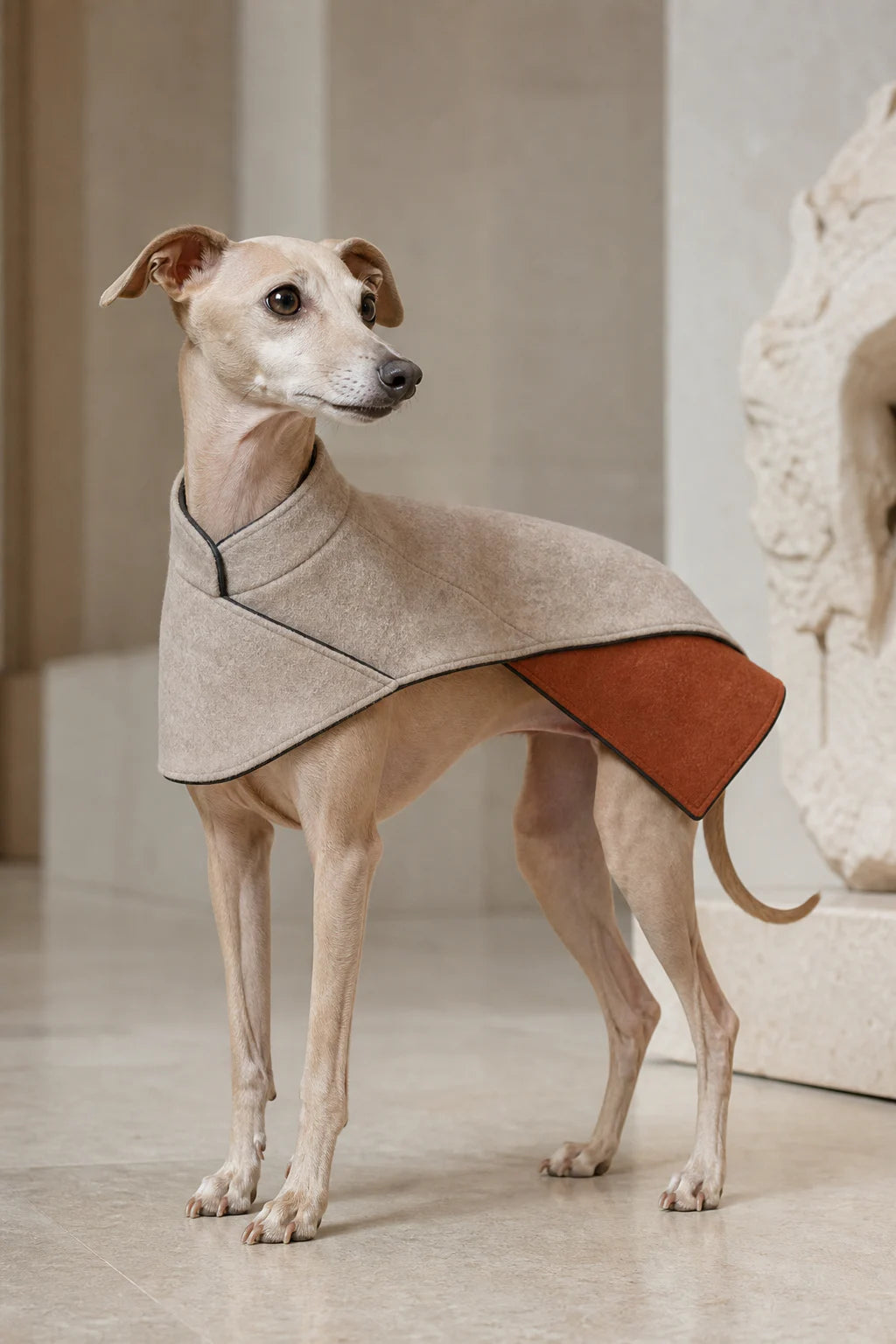 Small dog wearing the sculptural Terracotta Fold coat